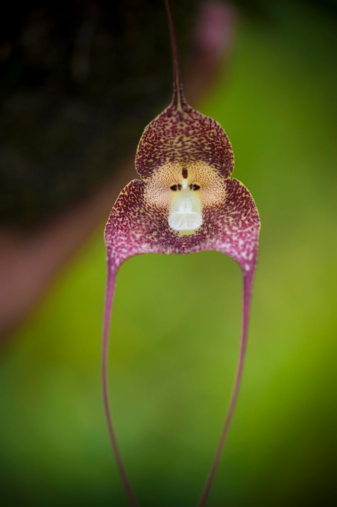 Image of a monkey orchid with purple and yellow petals