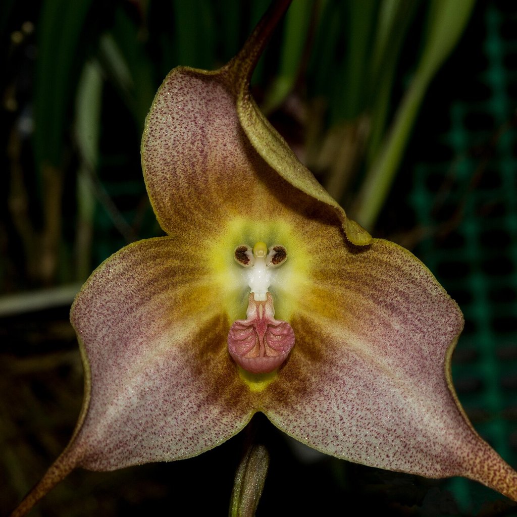 Dracula gigas orchid with purple and yellow flower