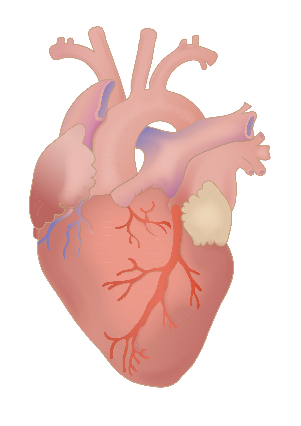An illustration of the human heart