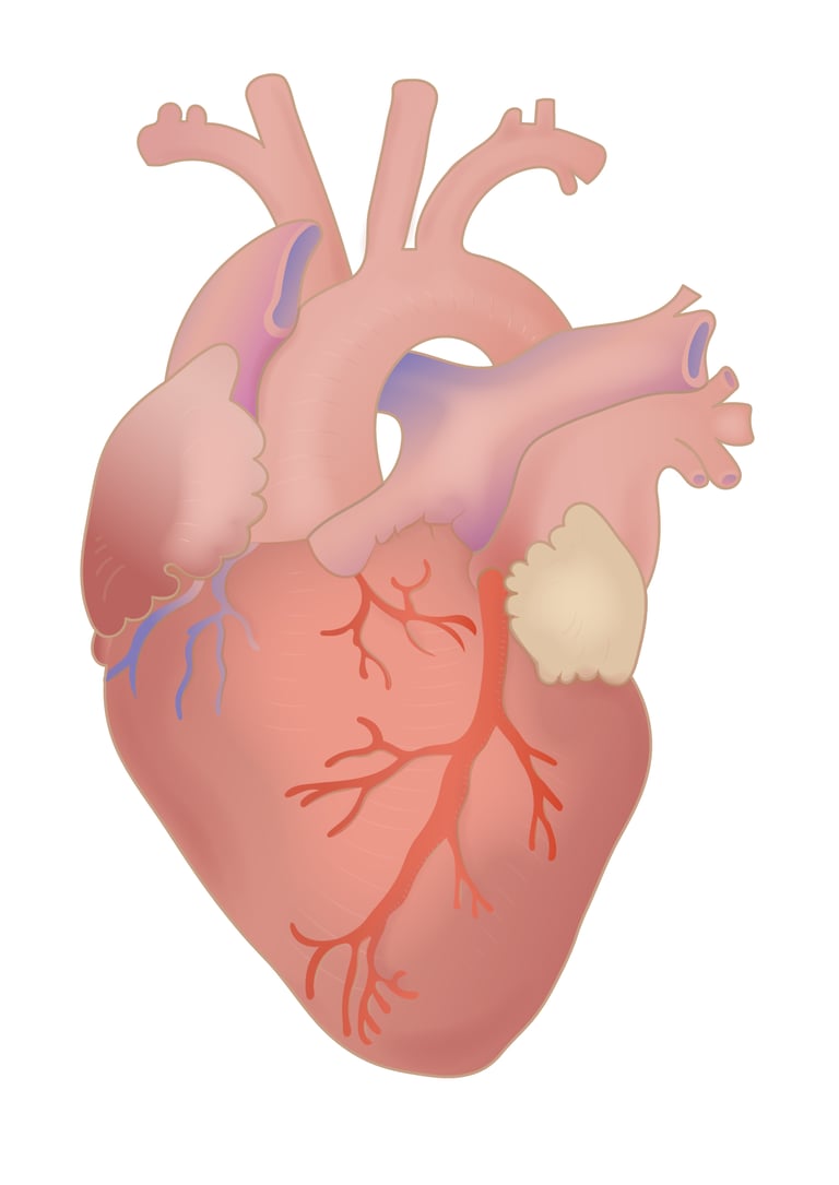 How Children’s Hospital of Philadelphia Is Using NVIDIA’s Open Source AI to Personalize Heart Surgeries