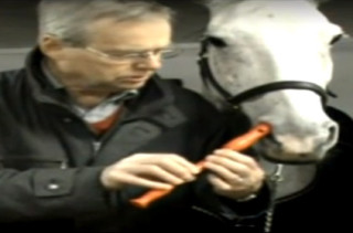 WTF?: Horse Plays Recorder With Nose