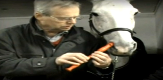 WTF?: Horse Plays Recorder With Nose