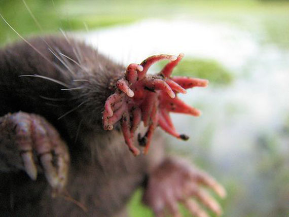 Whaaa?: A Star-Nosed Mole Really Exists