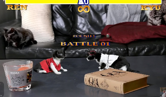 Cat Fighter 2: Kitten Fighting Game Parody