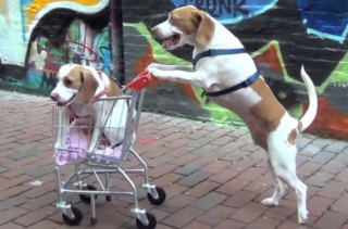 Cute Dog Pushes Cute Dog In Stroller