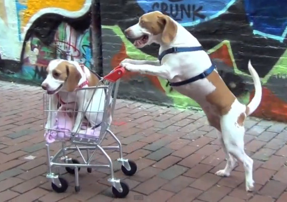 Cute Dog Pushes Cute Dog In Stroller
