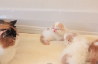 2 Week Old Kittens Talking To Their Mom