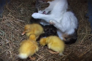 Mama Cat and Her Baby… Ducklings?
