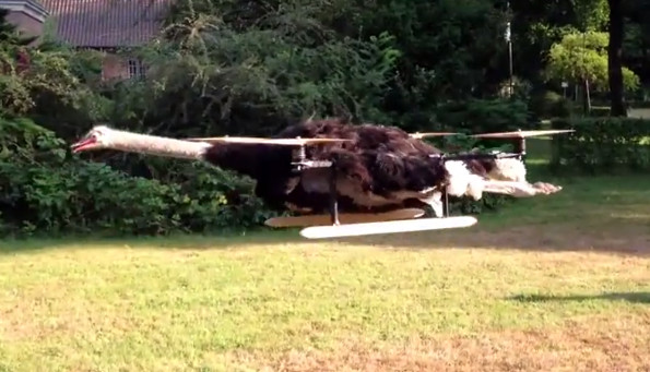 No, Just No: Ostrich Quadracopter