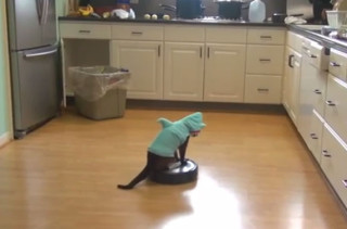 Cat In A Shark Costume Riding A Roomba