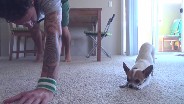 Dog Does Yoga With Owner