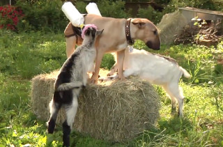 Dog Feeds Goat Babies With Milk Pants