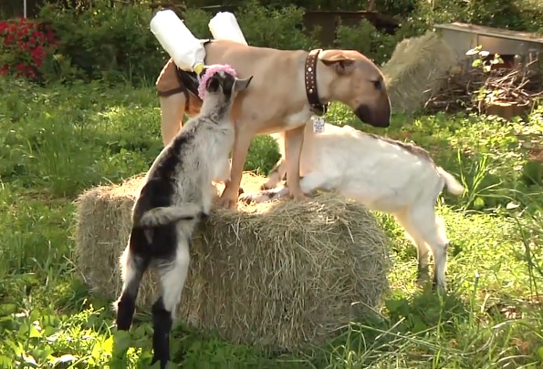 Dog Feeds Goat Babies With Milk Pants
