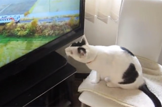 Tama the Cat’s Favorite TV Show