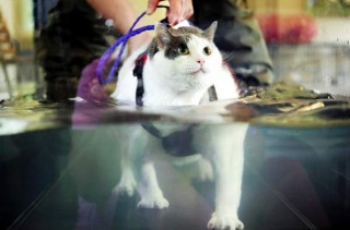 Fat Cat On A Treadmill