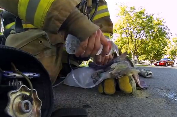Firefighter Brings Kitten Back To Life