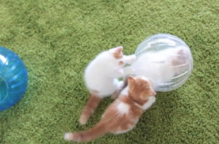 Kittens In Hamster Balls