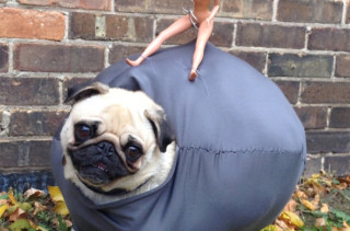 Pug Wrecking Ball Halloween Costume