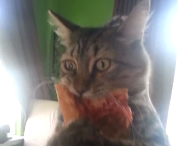 Cat Steals Pizza, Won’t Let Go