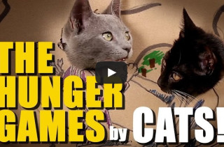 Hunger Games Remake By… Cats?