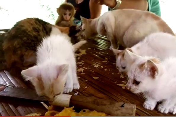 Watch Some Kittens and a Monkey Share Snacks