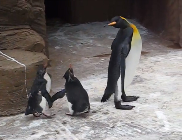 Watch This Butterfly Mock Penguins’ Lack of Flight