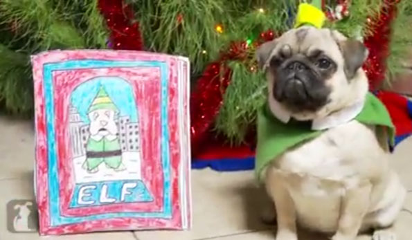 ‘Elf’ Re-enacted By A Pug Puppy