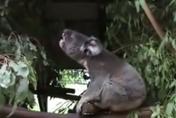 What Sound Does A Koala Make?