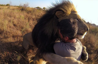 The Lion Whisperer Gets Up Close with GoPro