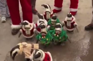 Lil Penguins Dressed As Santa