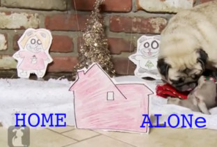 Home Alone Remake Starring A Pug
