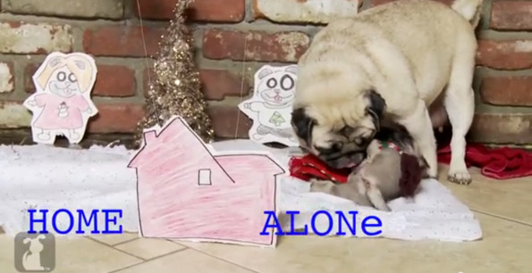 Home Alone Remake Starring A Pug