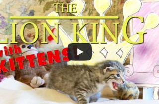 The Lion King Starring Kittens