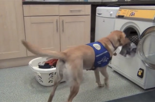 Assistance Dogs Can Do Laundry