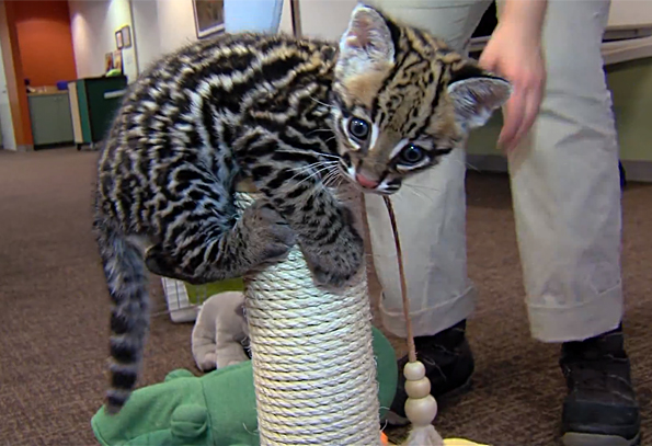 Watch a 9 Week Old Ocelot Play Like a Kitten