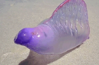 Creepy Alien-Like Sea Creature