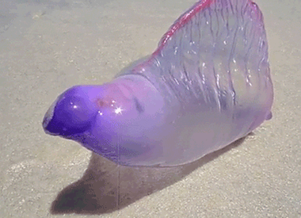 Creepy Alien-Like Sea Creature