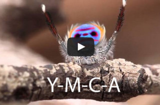 Spider Dances To YMCA