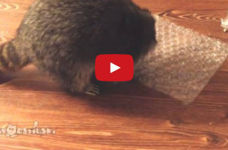 This Raccoon Reaching For Food Is Funnier Than It Should Be
