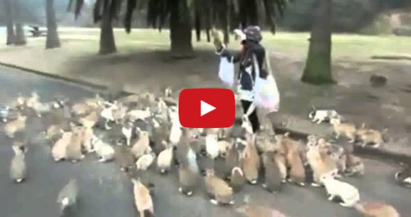 Woman Chased By Bunnies