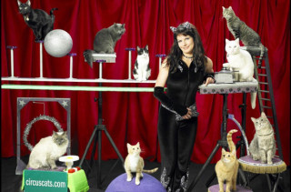 THERE IS A CAT CIRCUS IRL