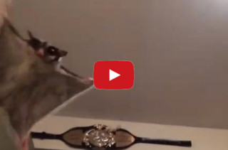 Guy Snaps, Gliding Possum Comes Flying