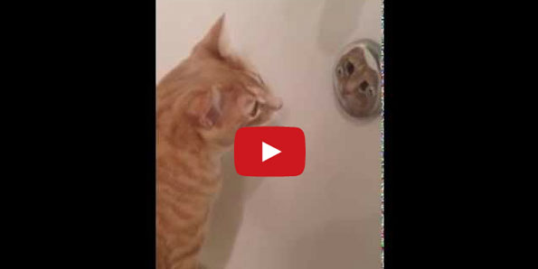 Cat Is Obsessed With Looking At Himself In Mirror