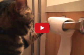 Cat Re-Rolls Toilet Paper He Unrolled