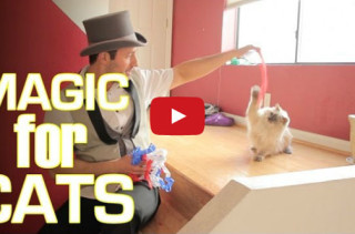 Cats Reacting To Magic > Dogs Reacting To Magic