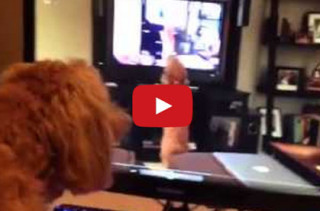 Dog Barking At A Video Of Herself Barking At A Video Of Herself…
