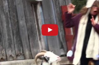 Goat Sneezes, Scares The Bejesus Out Of Hipster Girl