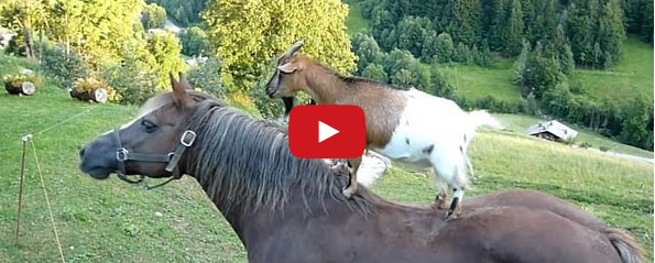 This Goats On Horses Compilation Is Ridiculous