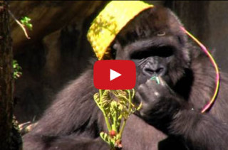 Watch These Gorillas Go On An Easter Egg Hunt