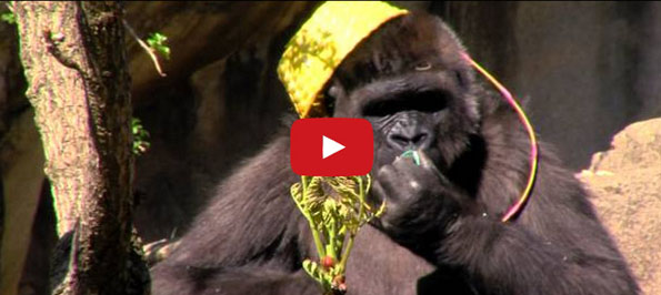Watch These Gorillas Go On An Easter Egg Hunt